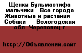 Щенки Бульмастифа мальчики - Все города Животные и растения » Собаки   . Вологодская обл.,Череповец г.